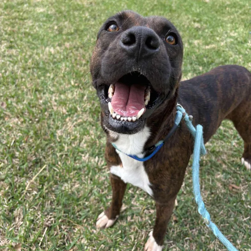 Tennessee And Whiskey thumbnail 5