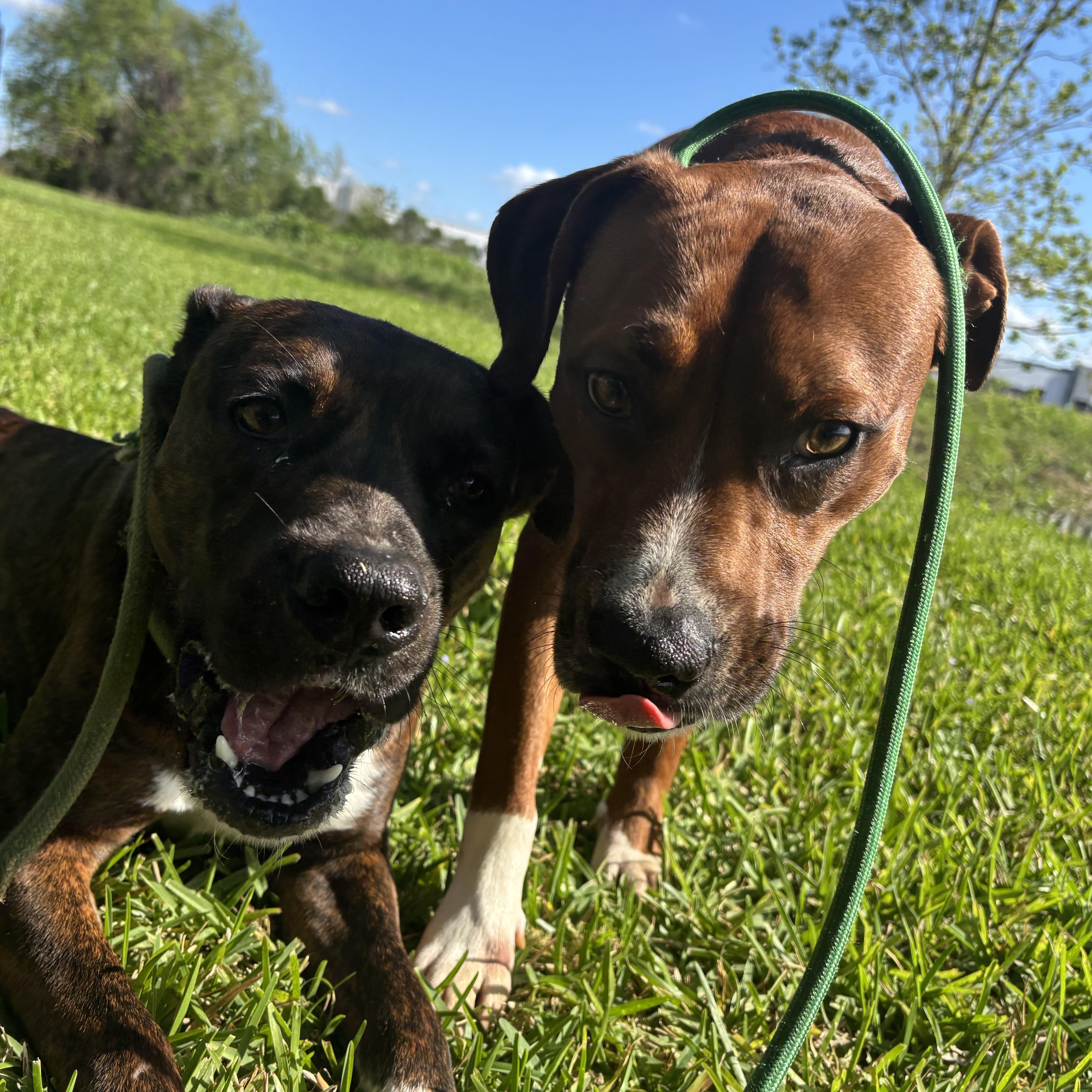 Tennessee And Whiskey thumbnail 6