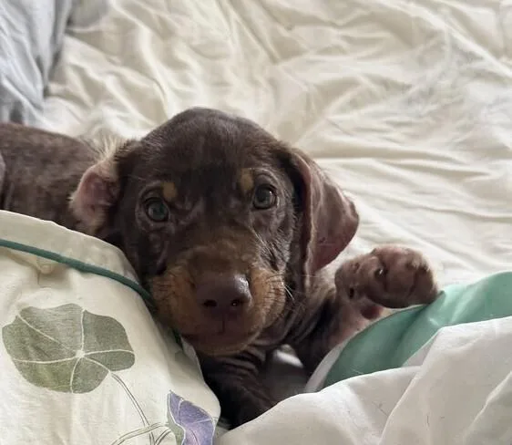 A baby medium-sized male Brown / Chocolate Labrador Retriever dog named Baby Hunk for adoption in Washington, DC