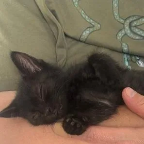 A baby small-sized female Black Domestic Short Hair cat named Aster for adoption in Chattanooga, TN