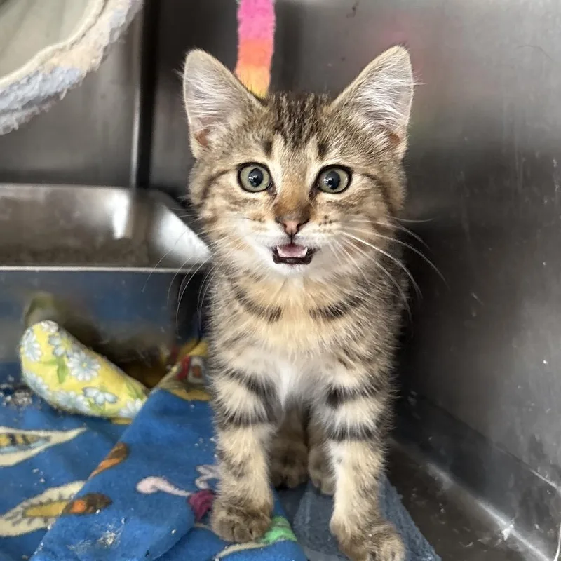A young medium-sized male Tabby (Brown / Chocolate) Domestic Short Hair cat named Roadie for adoption in Blackfoot, ID