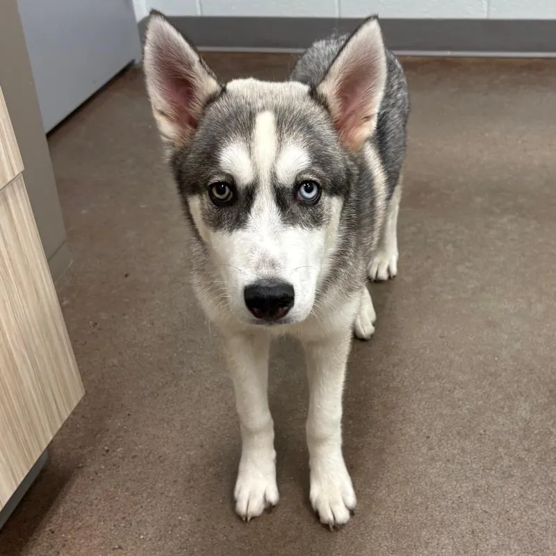 A baby medium-sized male Gray / Blue / Silver Husky dog named Drift for adoption in Chattanooga, TN