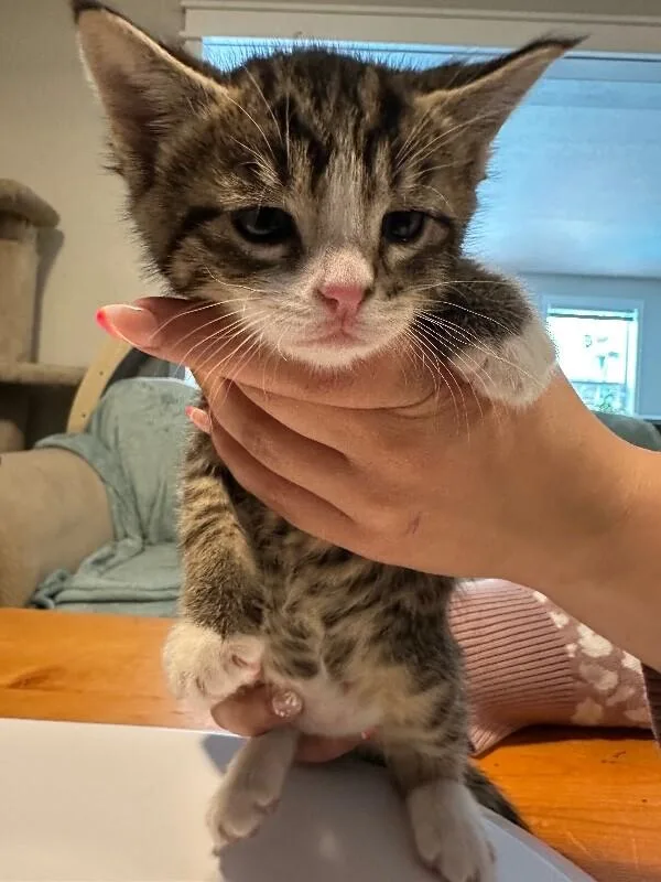 A baby medium-sized male Tabby (Brown / Chocolate) Domestic Short Hair cat named Peter for adoption in Kennewick, WA