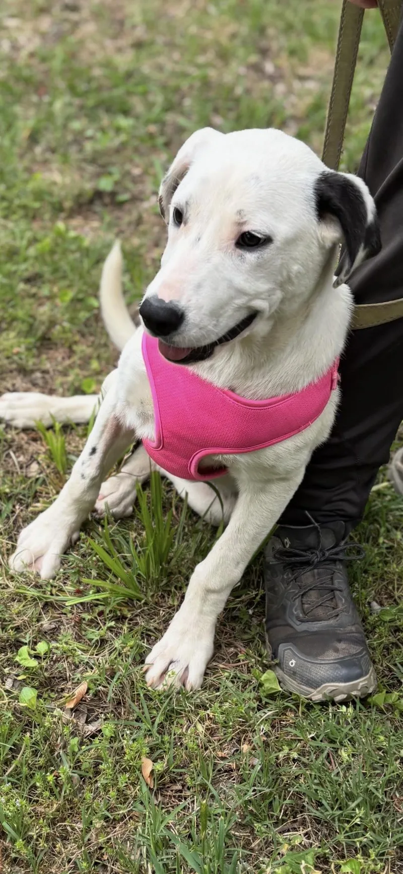 A young medium-sized female White / Cream Labrador Retriever dog named Baylee for adoption in Chicopee, MA