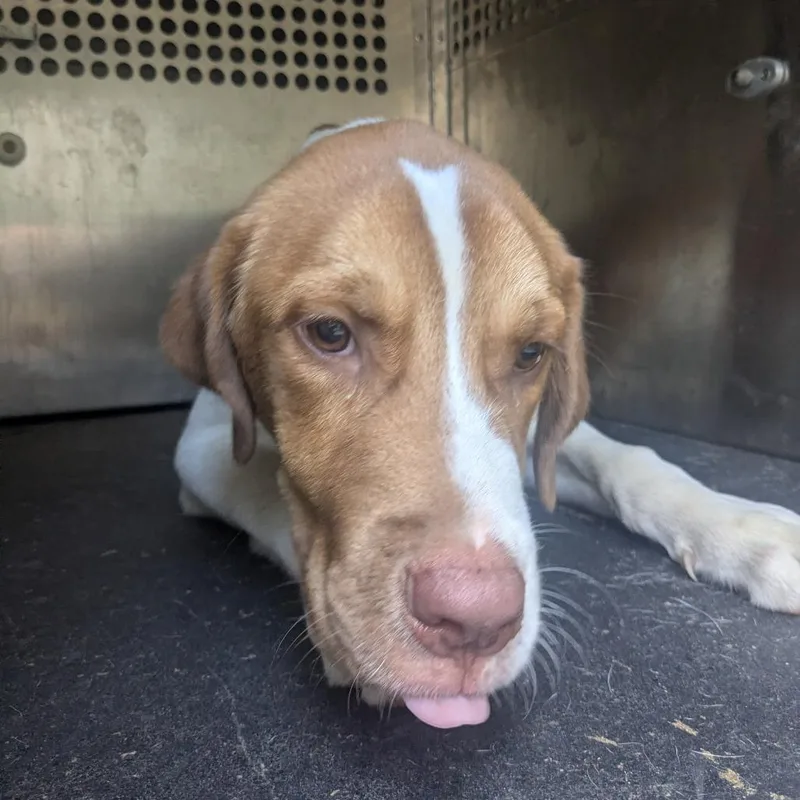 A young medium-sized male Shepherd dog named Lindt for adoption in Birmingham, AL
