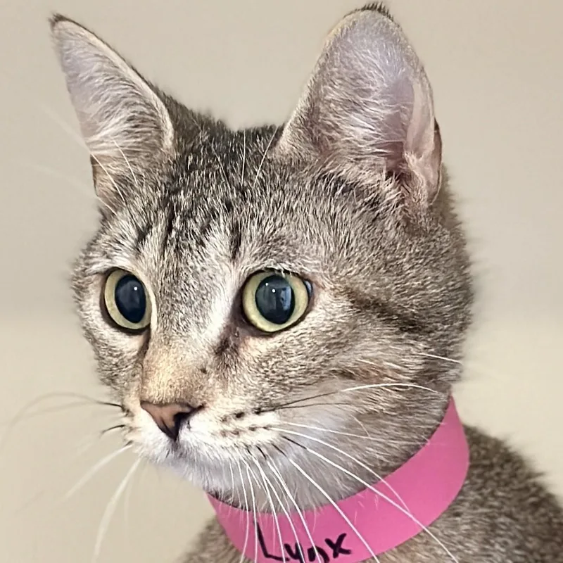 An adult medium-sized female Tabby (Buff / Tan / Fawn) American Bobtail cat named Lynx for adoption in Victor, NY