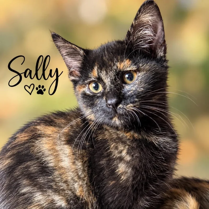 A baby small-sized female Tortoiseshell Domestic Medium Hair cat named Sally for adoption in Lancaster, OH