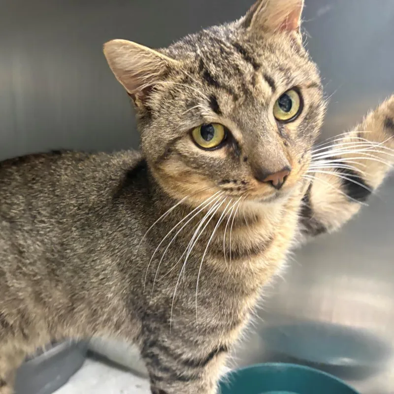 An adult medium-sized male Brown / Chocolate Domestic Short Hair cat named Kingsley for adoption in East Hanover, NJ