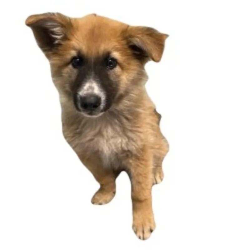 A baby medium-sized male German Shepherd Dog dog named Whiskey for adoption in Red Bluff, CA