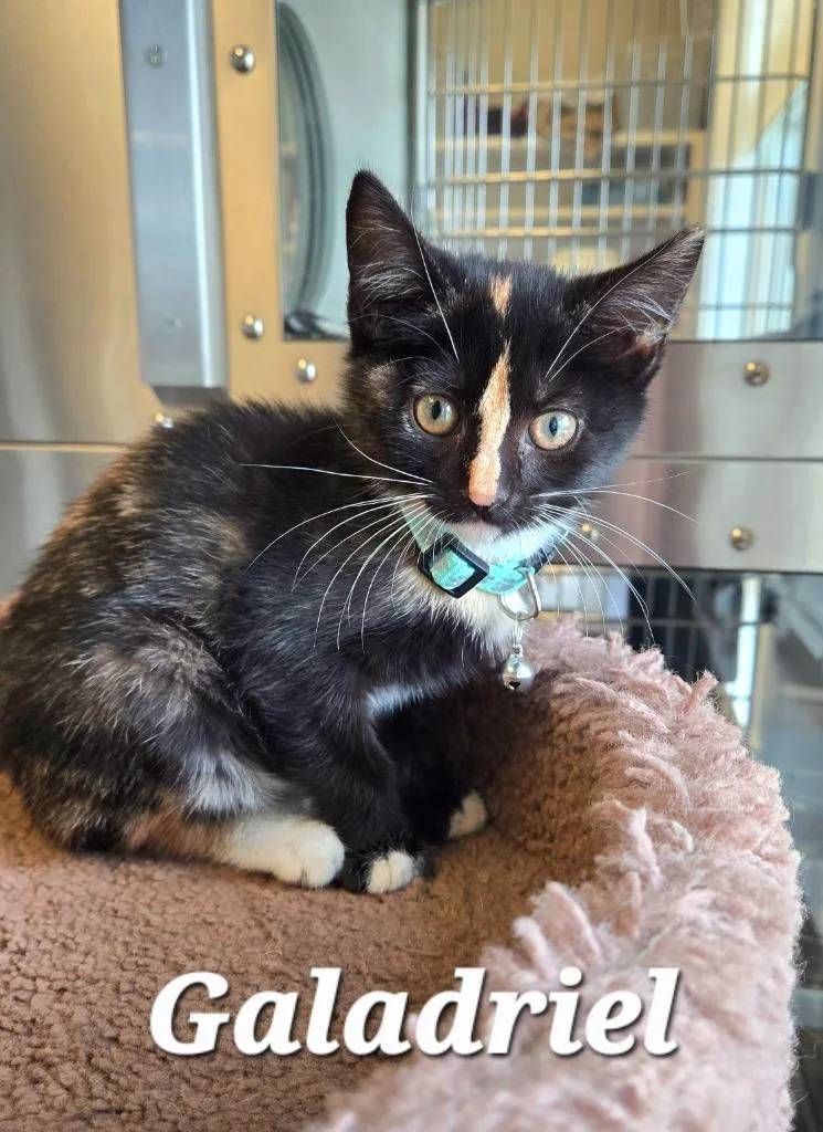 A baby small-sized female Domestic Short Hair cat named Galadriel for adoption in Sidney, OH