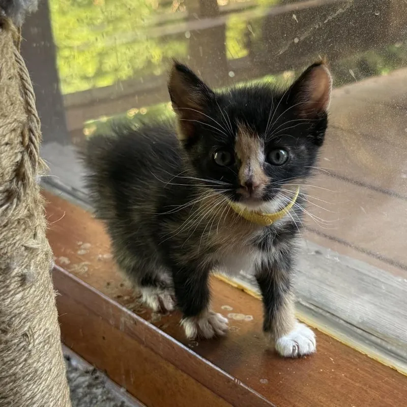 A baby small-sized female Torbie Domestic Medium Hair cat named Roxi for adoption in Blue Ridge, GA
