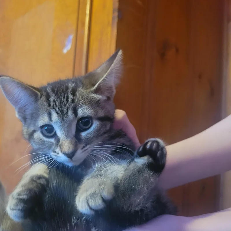 A baby medium-sized male Tabby (Gray / Blue / Silver) Domestic Short Hair cat named Solstice for adoption in Garden City, MI