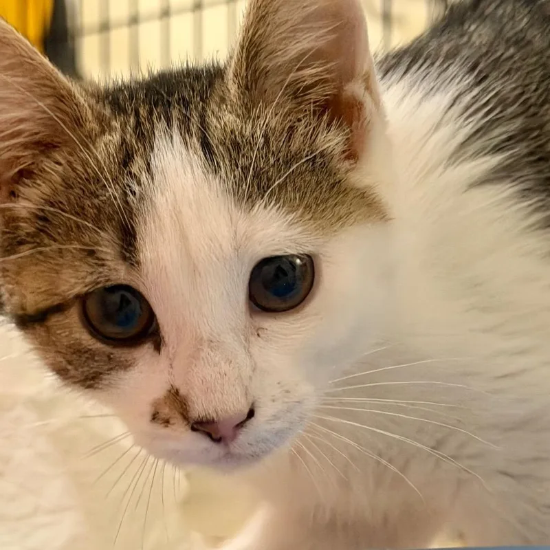 A baby small-sized female White Domestic Short Hair cat named Zidler for adoption in Fredericksburg, VA