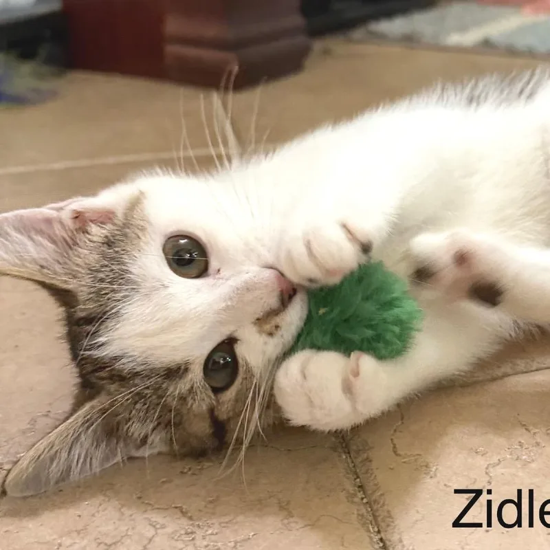 Zidler thumbnail 2