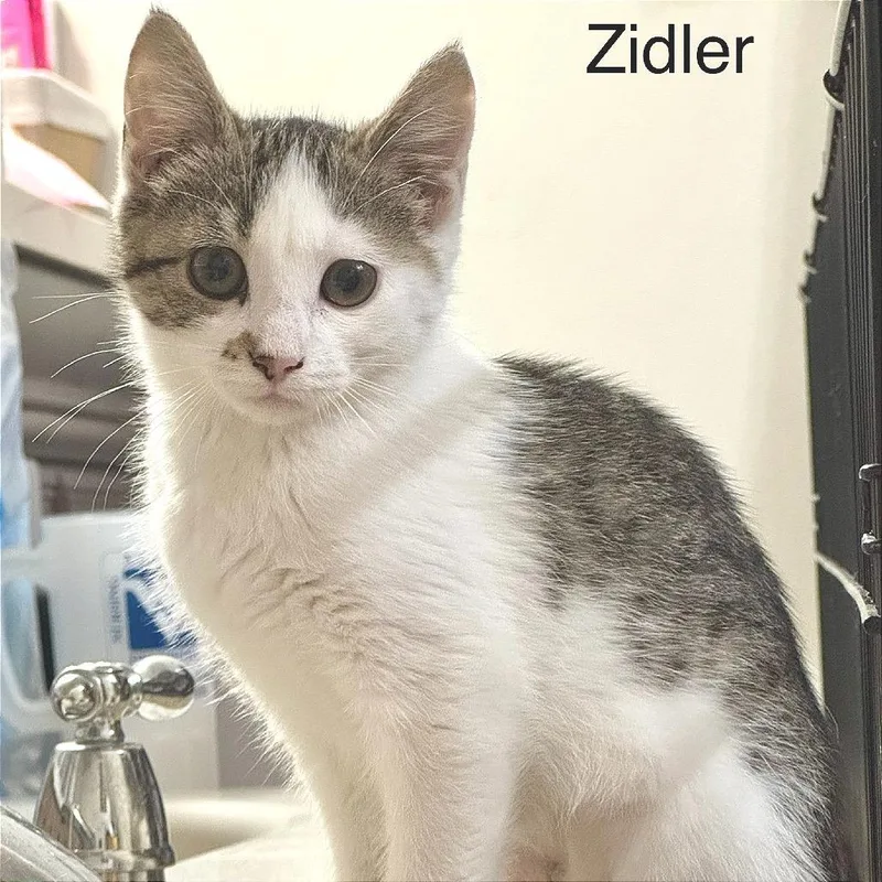 Zidler thumbnail 3