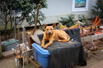 An adult medium-sized male Mixed Breed dog named Buster Brown for adoption in Barnesville, GA