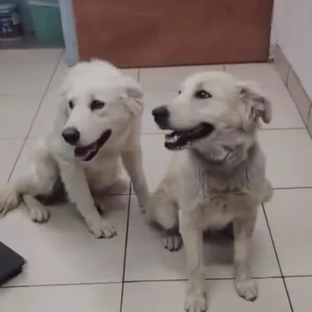 A young medium-sized female White / Cream Labrador Retriever dog named Sunny for adoption in San Diego, CA