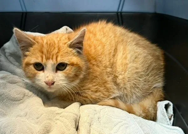 A baby medium-sized male Snowshoe cat named Bob for adoption in Claremore, OK