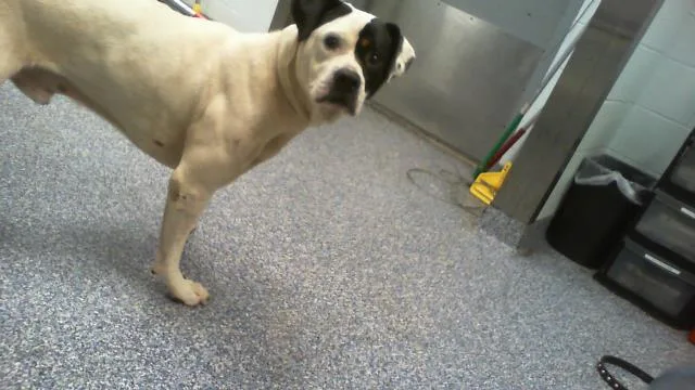 Jake