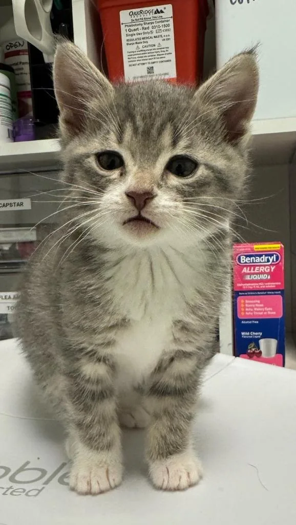 A baby medium-sized female Domestic Short Hair cat named Ziggy for adoption in St. Cloud, MN