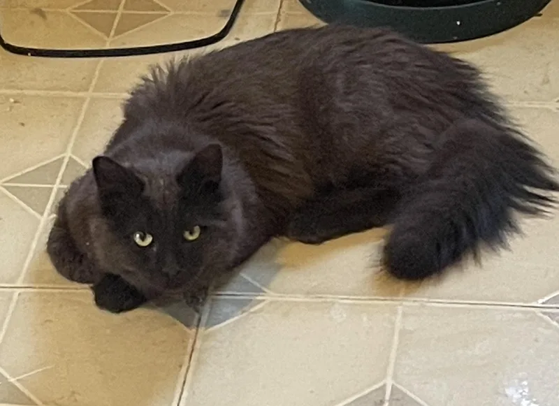 A baby small-sized male Domestic Long Hair cat named Brandon for adoption in Troy, NY