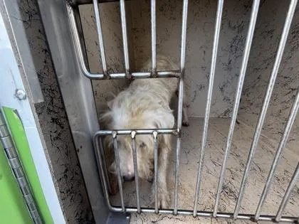 An adult medium-sized male Poodle dog named BRad for adoption in Honolulu, HI