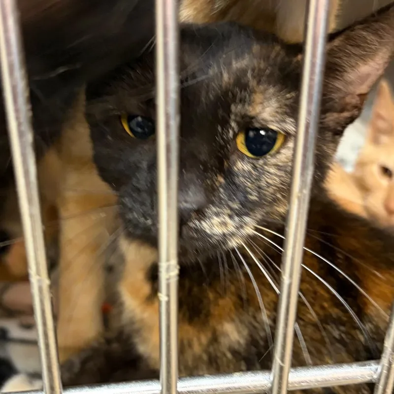 An adult medium-sized female Black Domestic Short Hair cat named Salem for adoption in Ashtabula, OH
