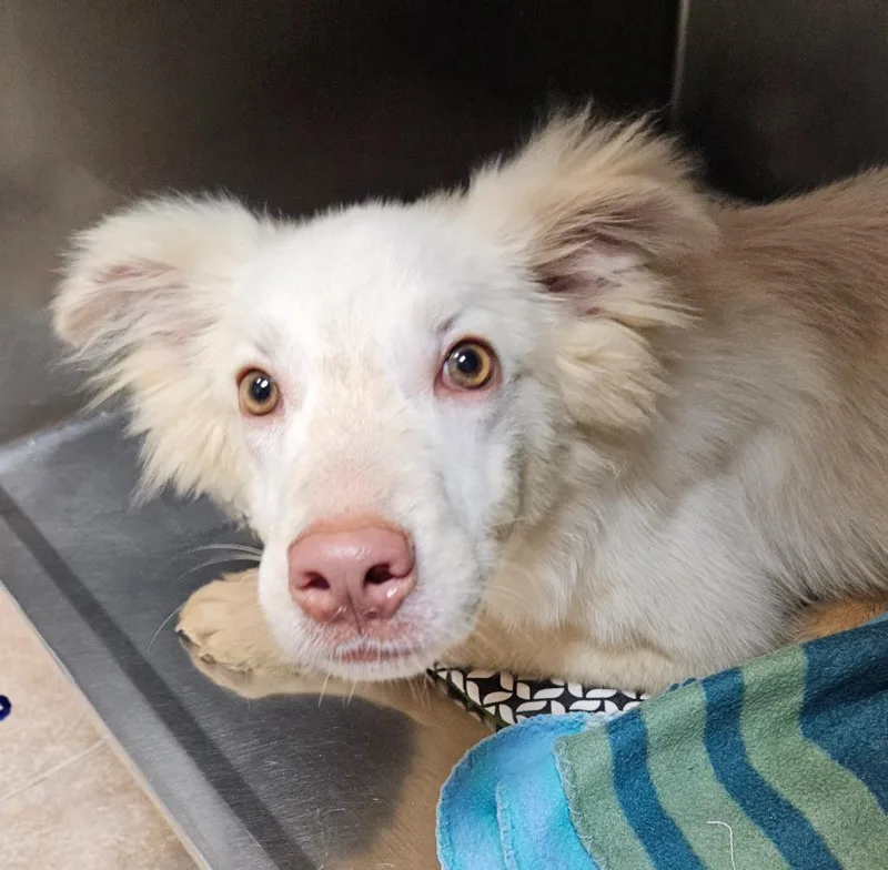 A young medium-sized male Golden Retriever dog named Parri for adoption in Sherwood, AR