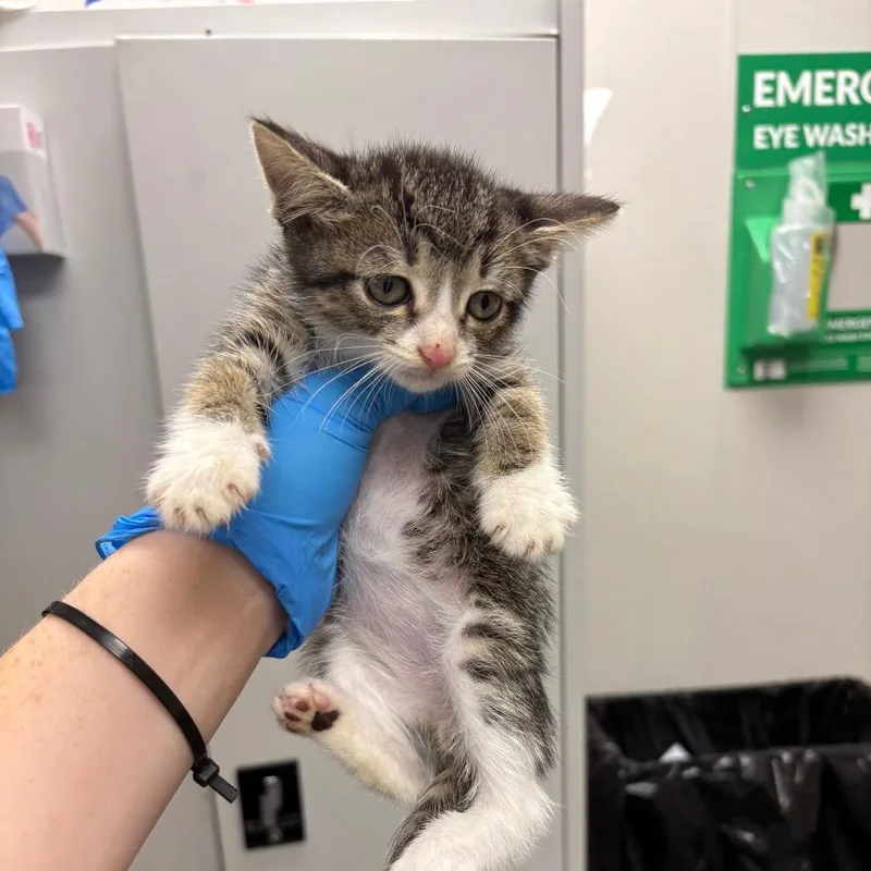 A baby small-sized male Brown / Chocolate Domestic Short Hair cat named Guinness for adoption in Columbiana, AL