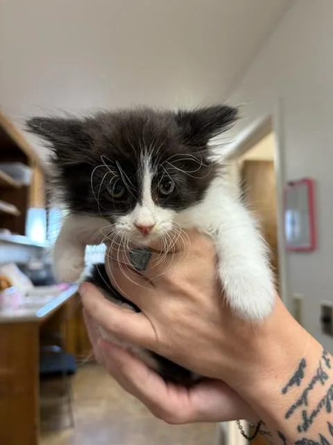 Willowfluff