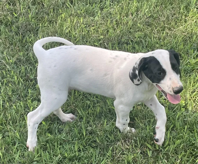 A baby large-sized female Dalmatian dog named Turbo for adoption in Forest, VA
