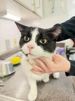 An adult small-sized male Domestic Short Hair cat named Waldo for adoption in South Bend, IN