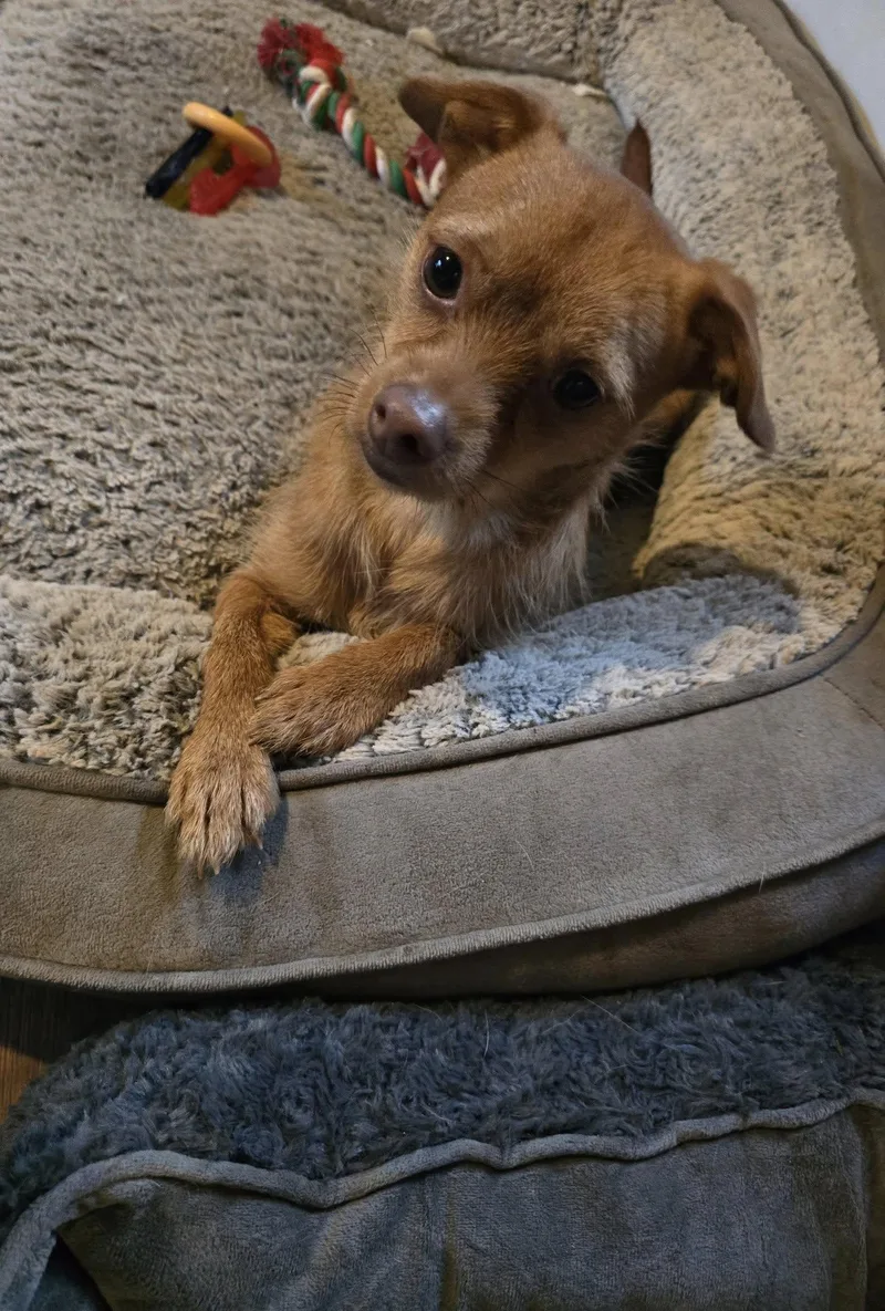 A young small-sized male Chihuahua dog named Dozzer  Does he for adoption in Oakhurst, NJ