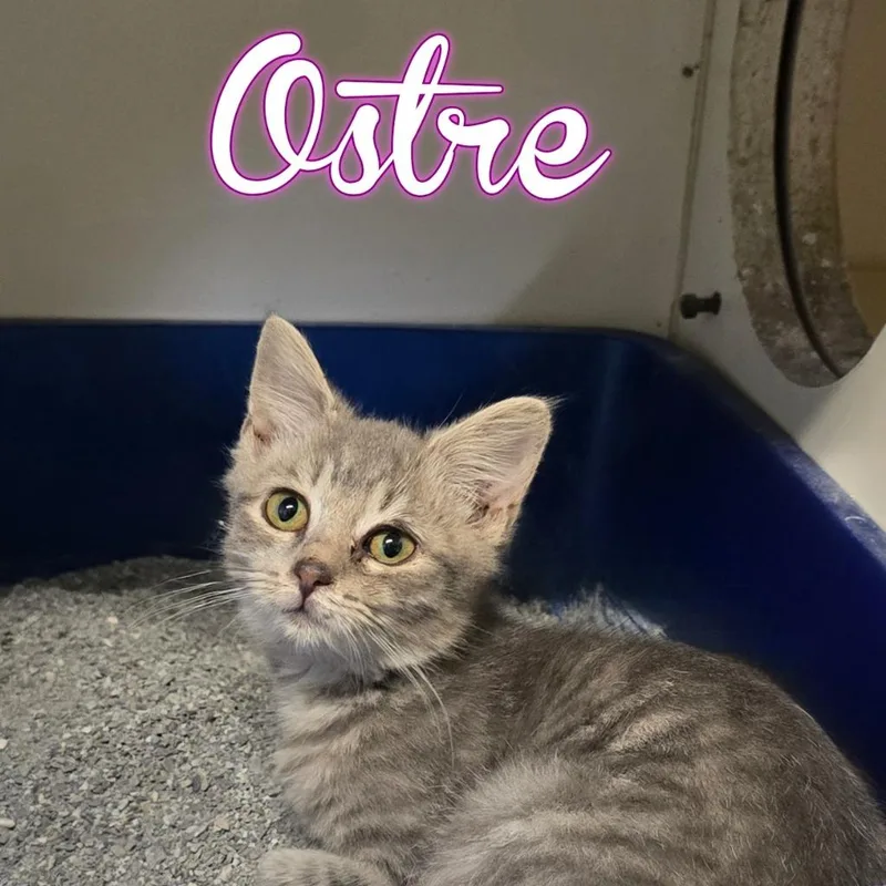 A baby small-sized female Domestic Short Hair cat named Ostre for adoption in Hillsboro, OH