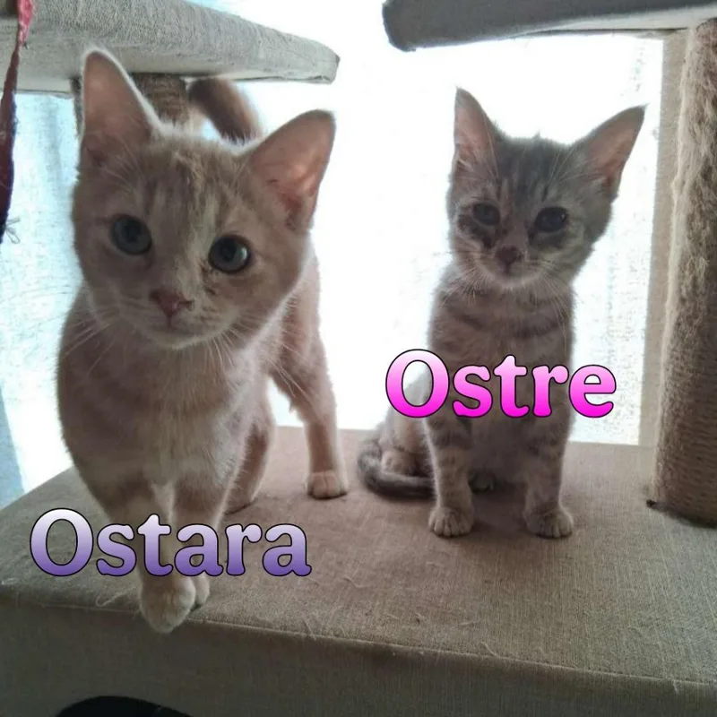 Ostre thumbnail 2