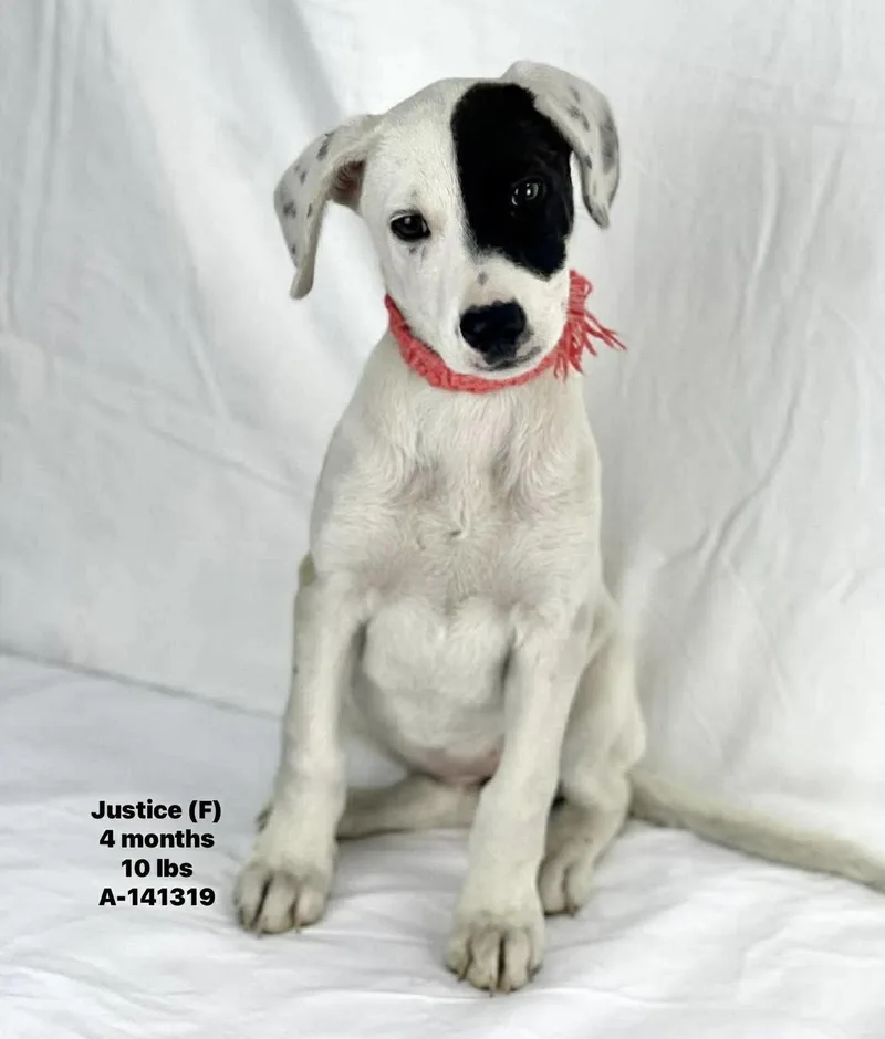 A baby medium-sized female White / Cream Labrador Retriever dog named Justice  Local April for adoption in Brookshire, TX