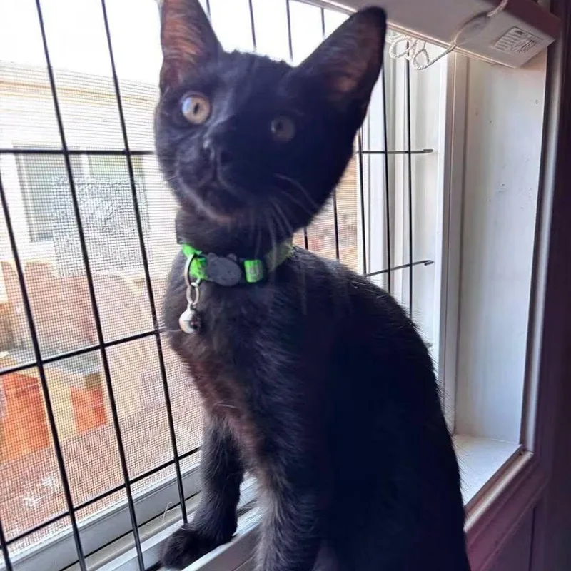 A baby medium-sized male Bombay cat named Saroo for adoption in Concord, CA