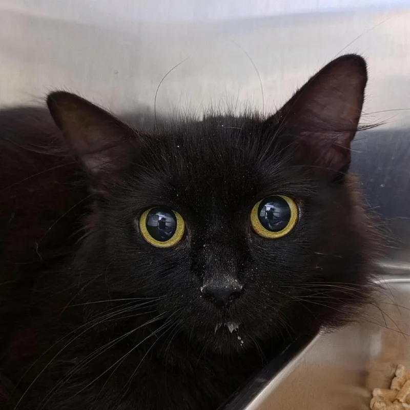 An adult medium-sized female Black Domestic Short Hair cat named Ladybug for adoption in Windsor, VA