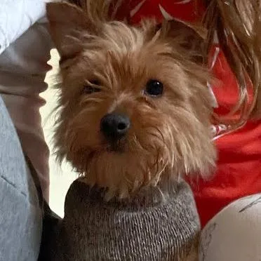 A young small-sized female Brown / Chocolate Yorkshire Terrier dog named Poppy for adoption in Northville, MI