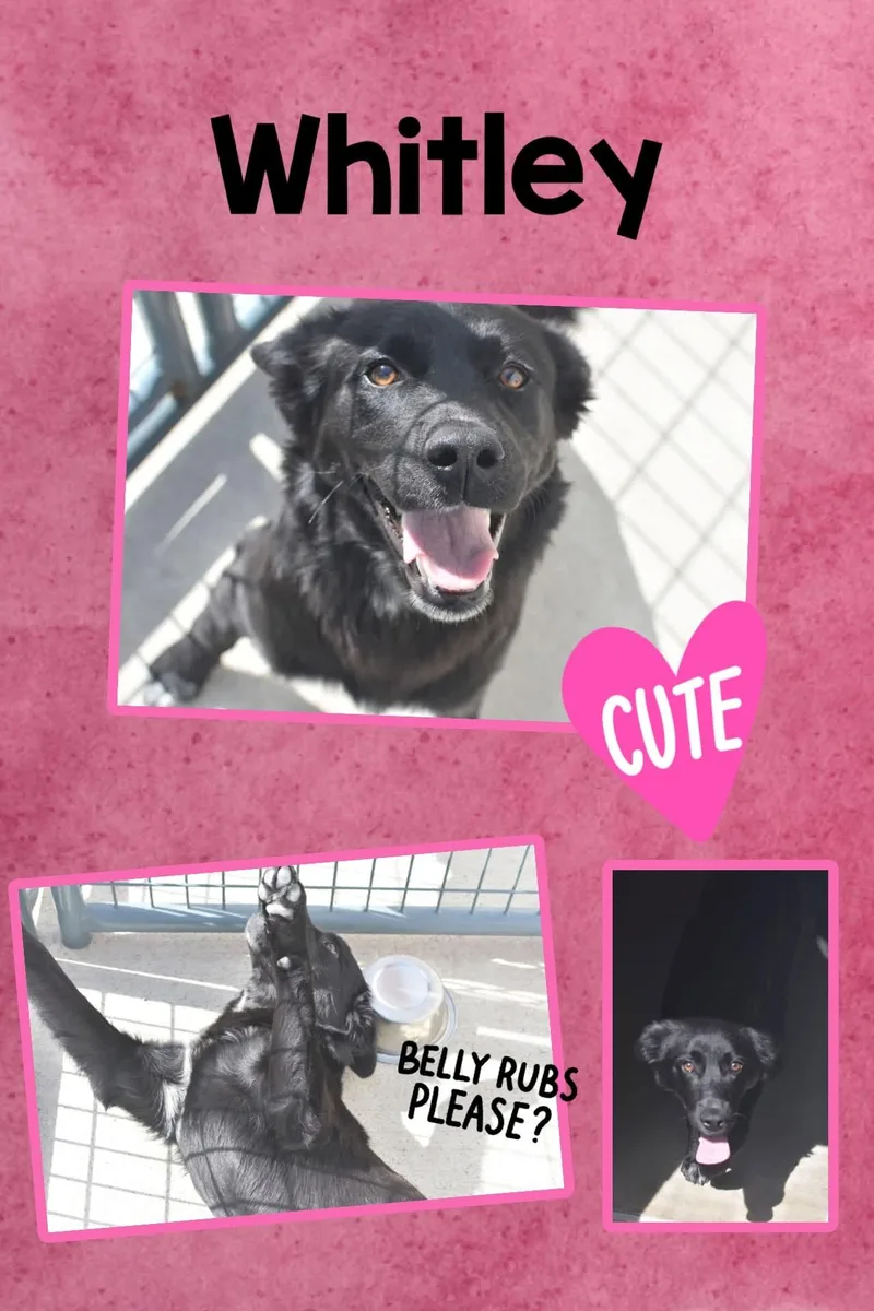 A baby medium-sized female Black Shepherd dog named Whitley for adoption in Monticello, IN