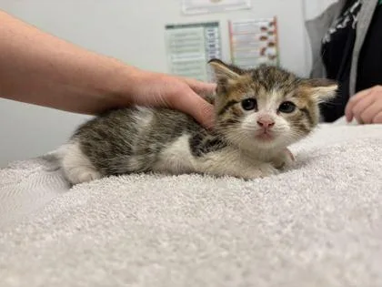 A baby small-sized female White Domestic Short Hair cat named Sol for adoption in Kansas City, MO