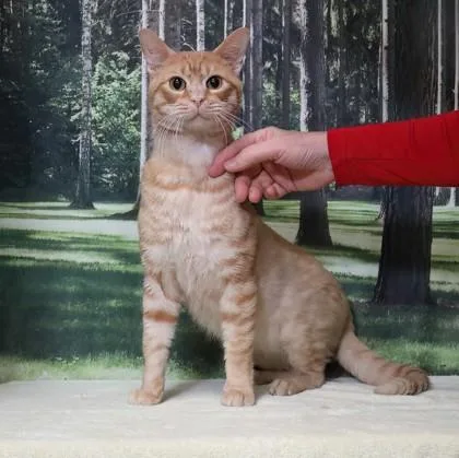 An adult small-sized male Domestic Short Hair cat named Cat In The Hat for adoption in West Chester, PA