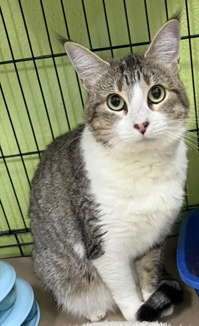 An adult small-sized female Tabby (Brown / Chocolate) Domestic Short Hair cat named Bernadette for adoption in Jackson, CA