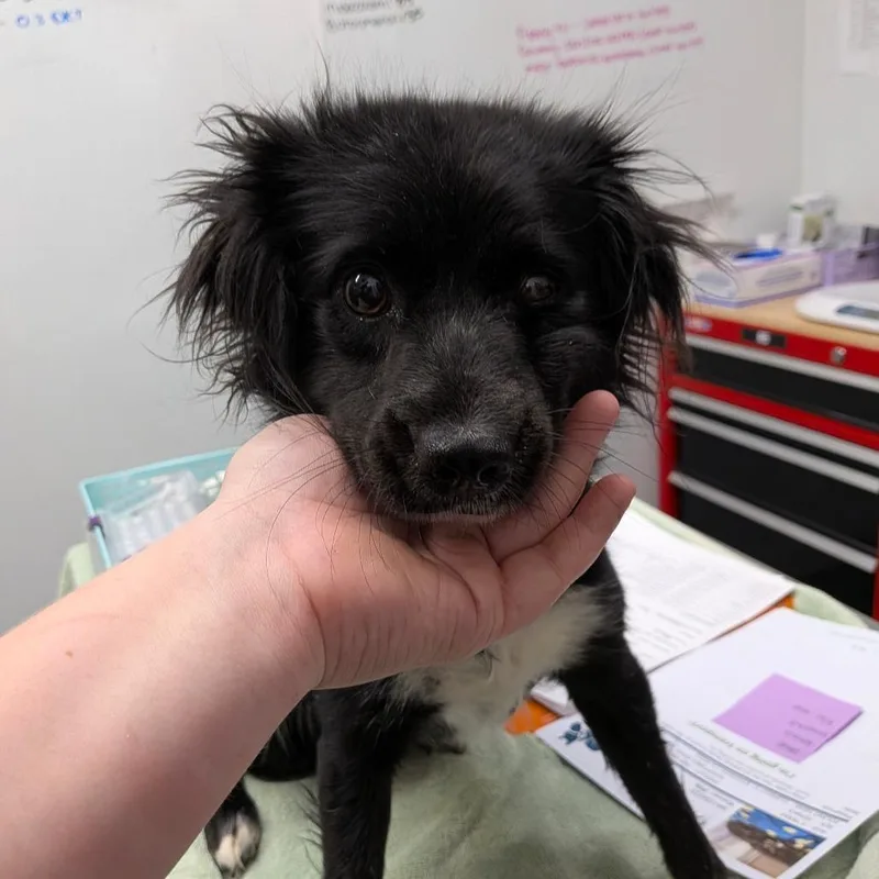 An adult medium-sized female Black Spaniel dog named Lorraine for adoption in Chico, CA
