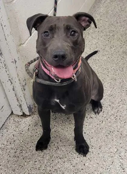 An adult large-sized female Black Pit Bull Terrier dog named Blackberry for adoption in Kansas City, MO