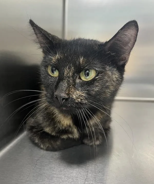 An adult small-sized female Domestic Short Hair cat named Solstice for adoption in Sioux City, IA