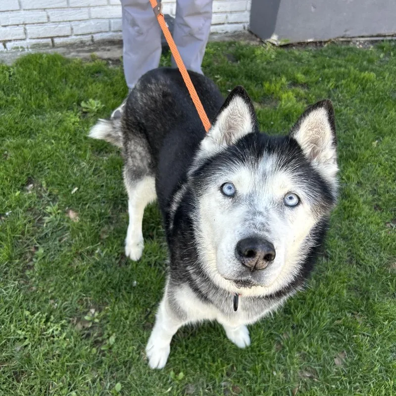 A senior large-sized female Siberian Husky dog named Nezuko for adoption in Weimar, CA