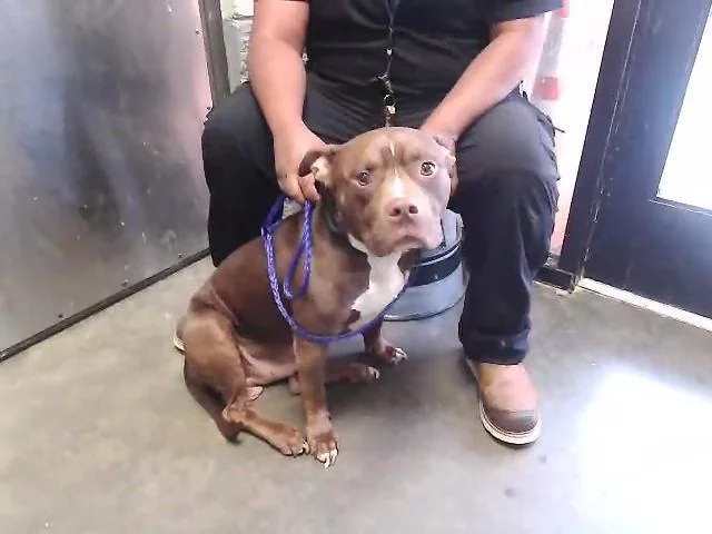 An adult large-sized male Pit Bull Terrier dog named Crew for adoption in Tulsa, OK
