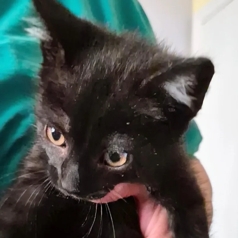 A baby small-sized male Black Domestic Short Hair cat named Sloan  Best Friends for adoption in West Jefferson, OH