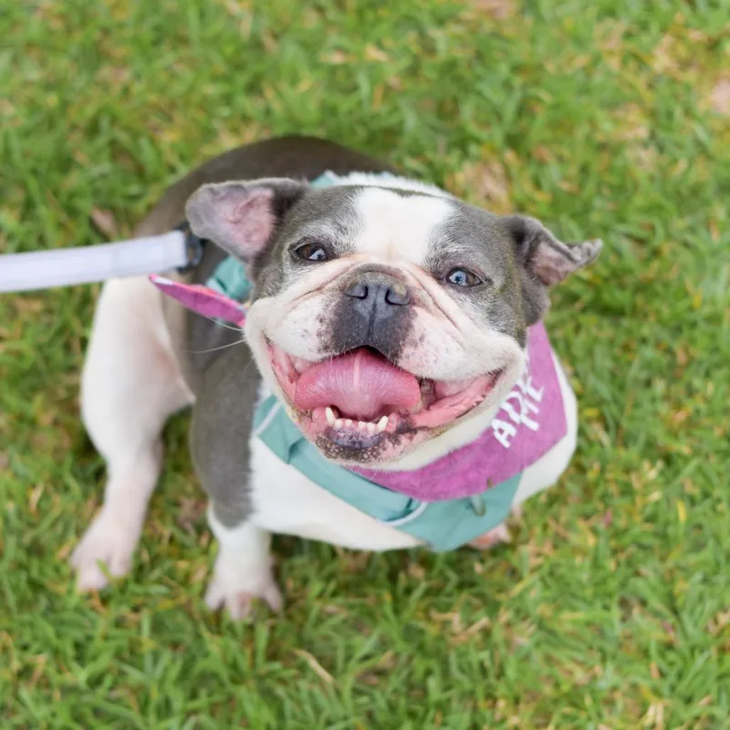 An adult medium-sized female White / Cream French Bulldog dog named Cauliflower for adoption in Kailua Kona, HI